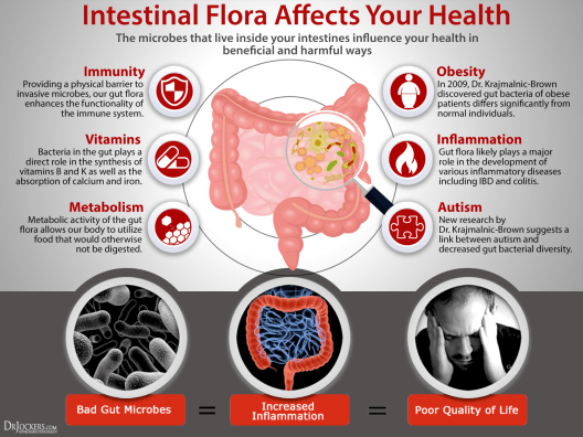 How To Eliminate Bad Gut Bacteria & Live Healthier Today